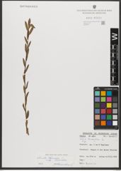 Foto von Salix triandra subsp. triandra L.